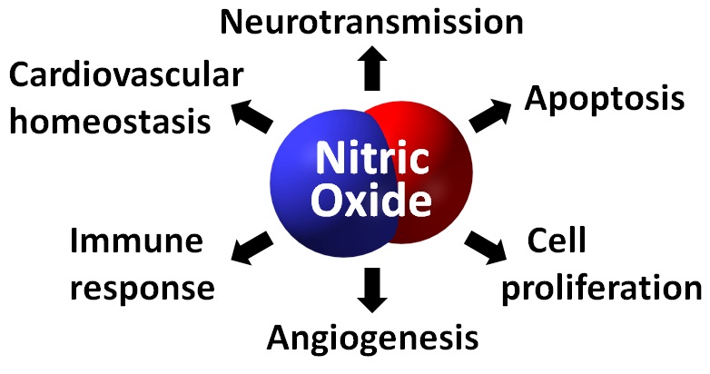nitric oxide effects on body
