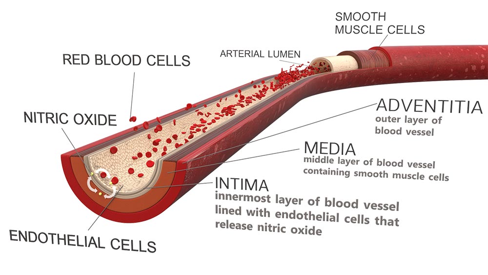 Nitric Oxide vein anatomy